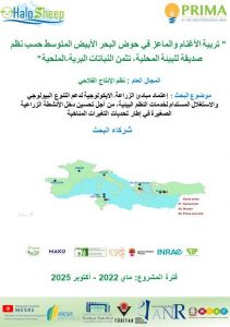 arabe1